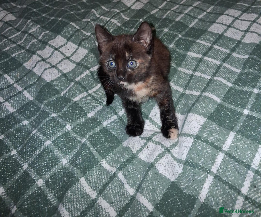Mixed Breed cats for sale: Kittens ready for forever homes.  - Advert 5