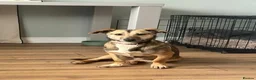 Mixed Breed dogs for adoption: Meet Dot,currently residing in Cheshire  - Advert 9