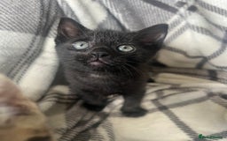 Mixed Breed cats for sale: chunky kittens - Image 3