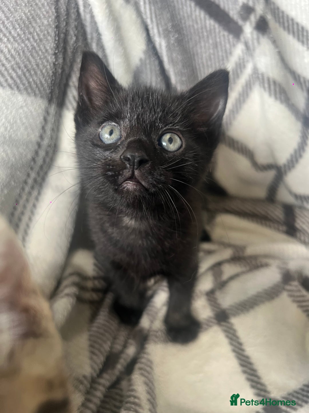 Mixed Breed cats for sale: chunky kittens - Image 3