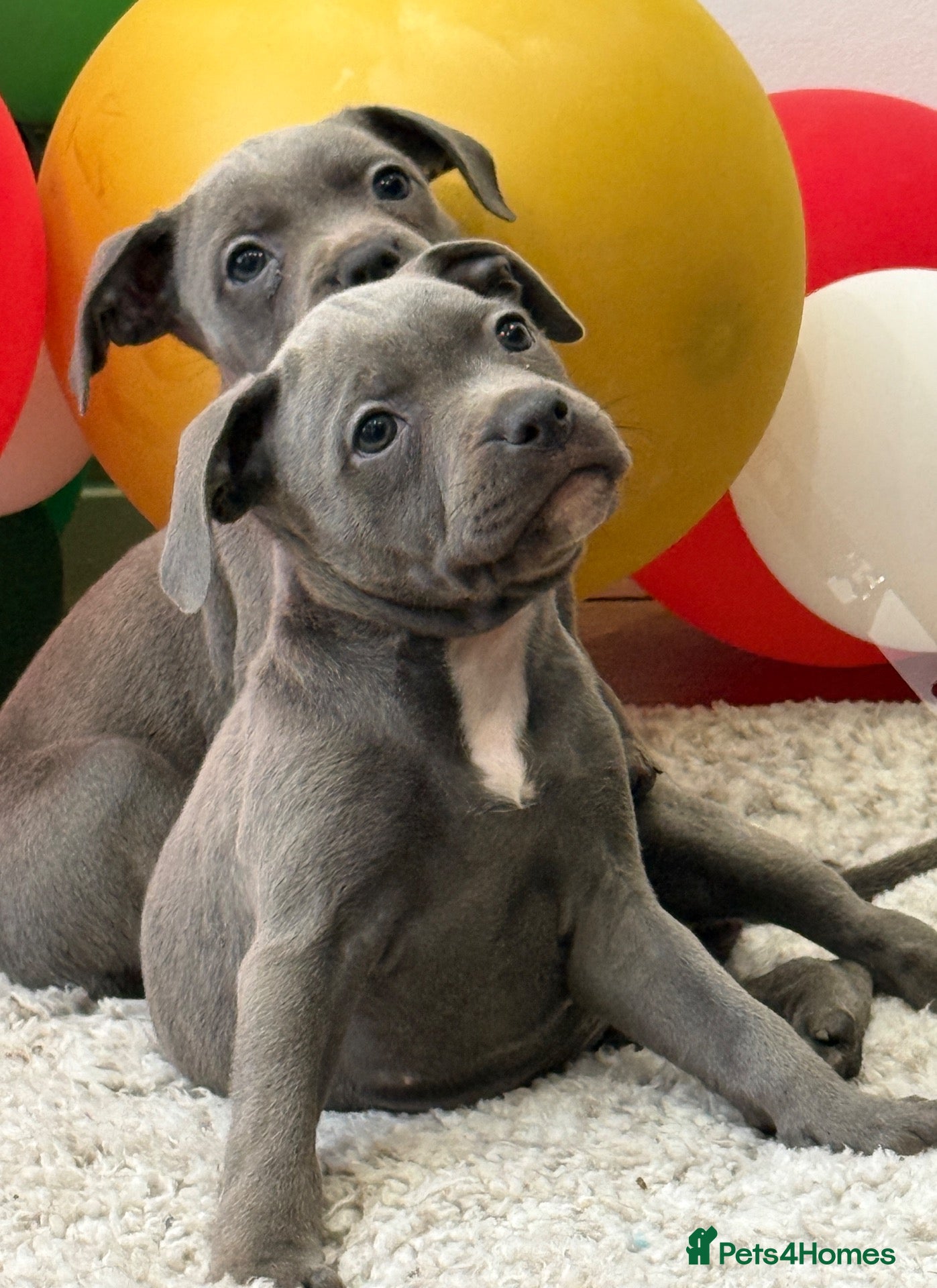 Staffordshire Bull Terrier dogs ‼️ Ready to Leave Now - Advert 2