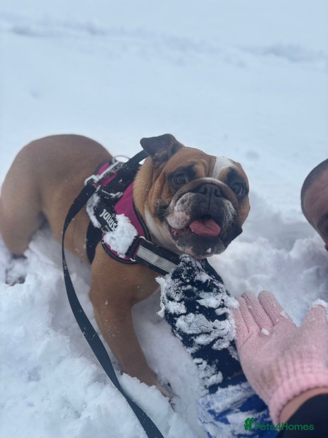 English Bulldog dogs for sale: Red and White English Bulldogs  - Advert 3