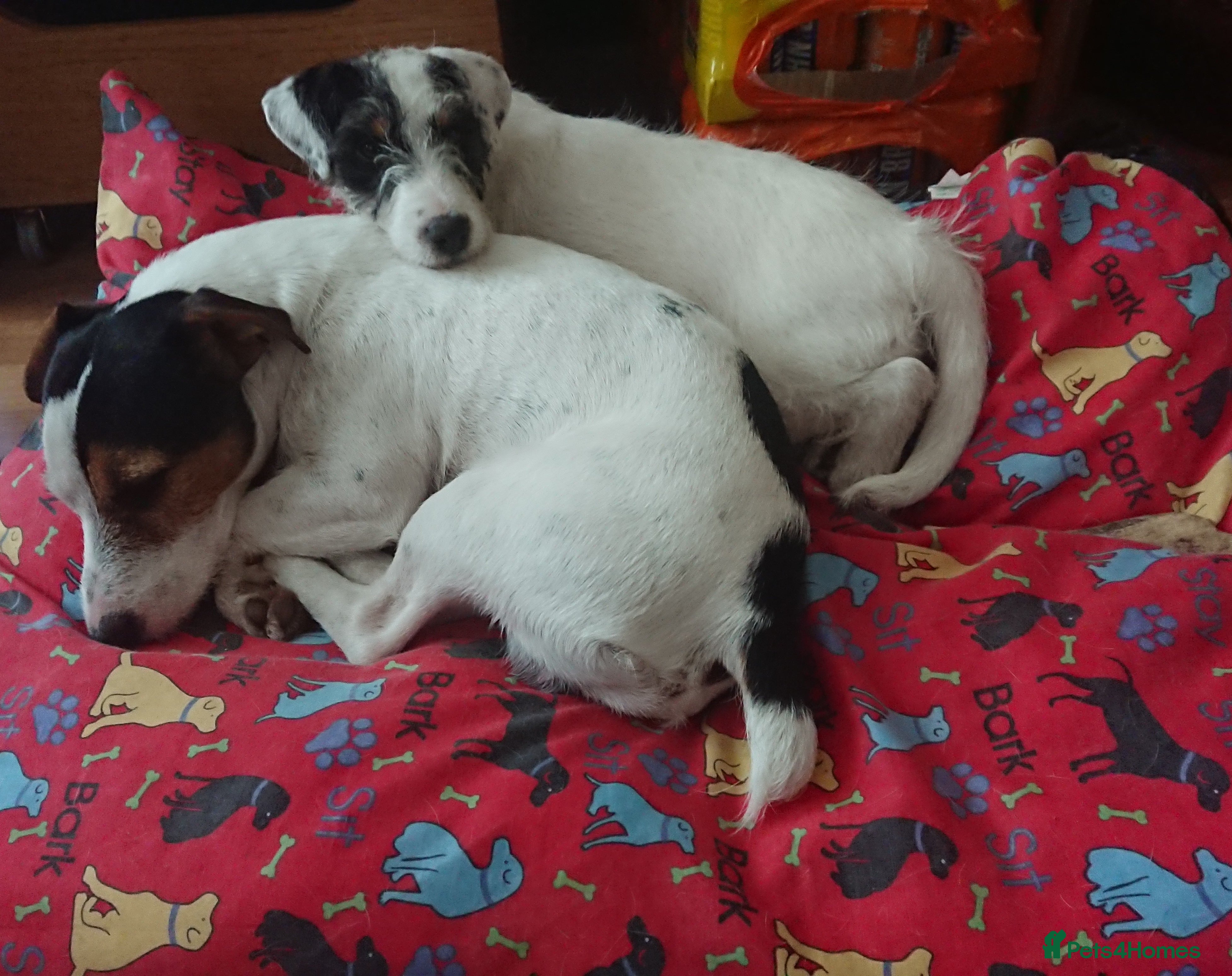 Jack Russell dogs Two Jack Russell’s can be separated  - Advert 2