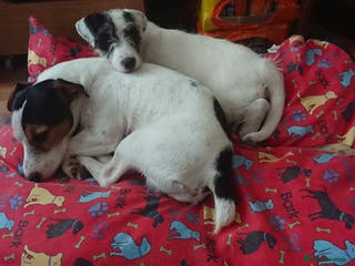 Jack Russell dogs Two Jack Russell’s can be separated - Advert 20