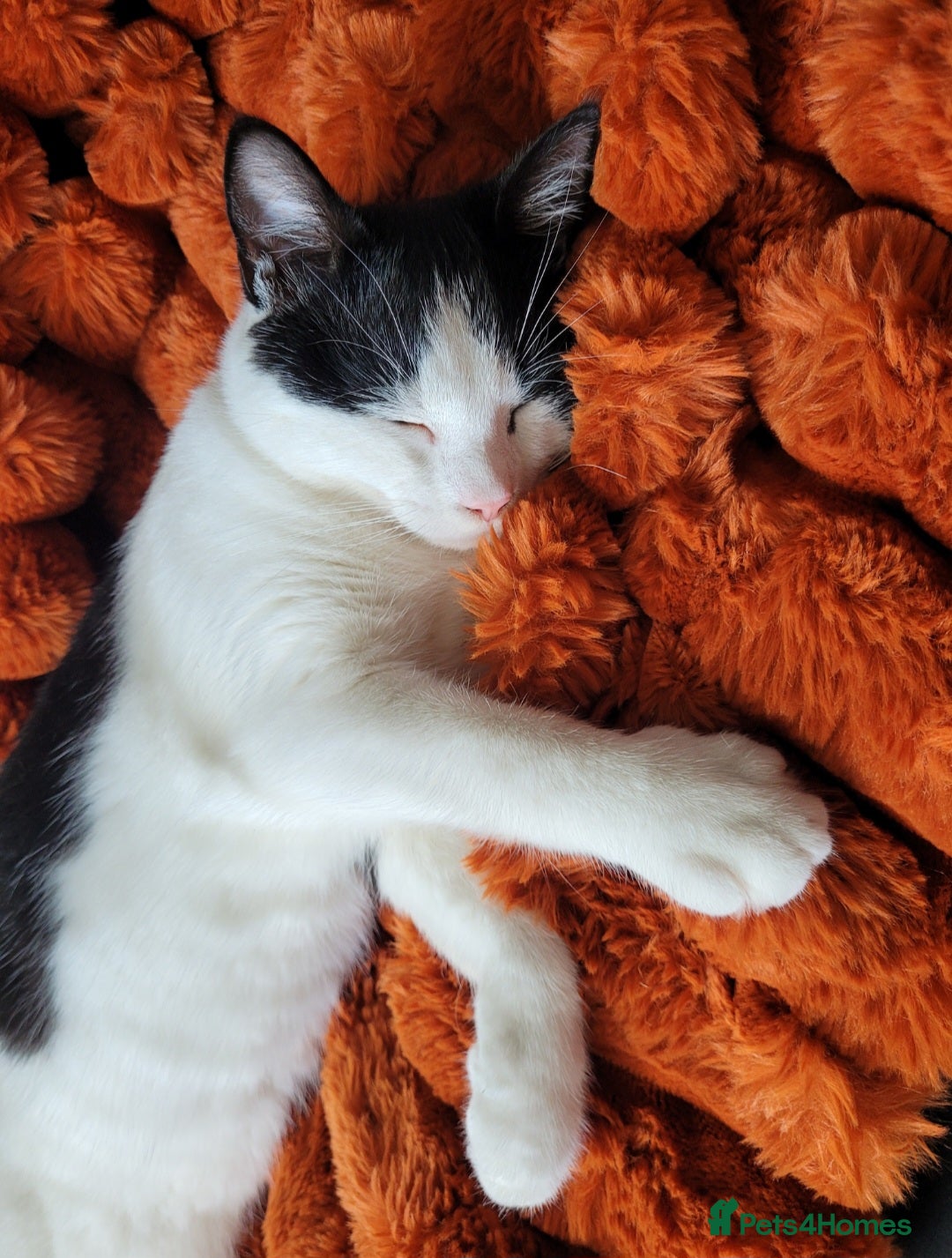 Mixed Breed cats for sale: Cuddly male cat  - Advert 1