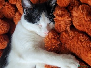 Mixed Breed cats Cuddly male cat - Advert 11