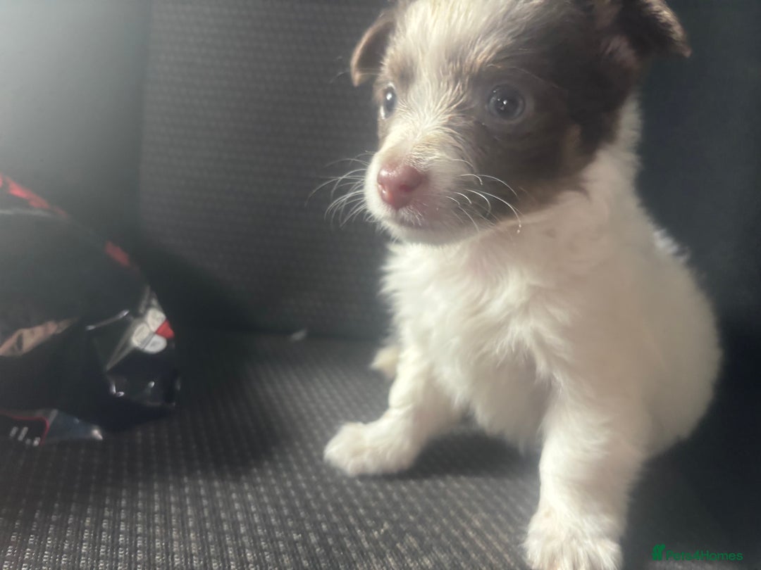 Mixed Breed dogs for sale: Miniature chihuahua X Jack russell puppies  - Image 7