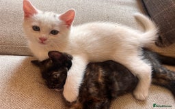 British Longhair cats for sale: 2 adorable kittens looking for their forever home - Image 3