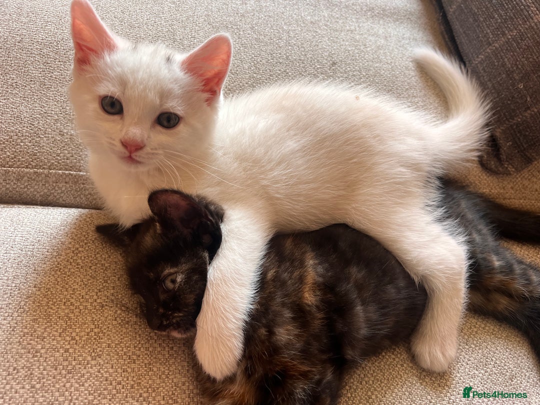British Longhair cats for sale: 2 adorable kittens looking for their forever home - Image 3