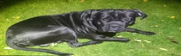 Cane Corso dogs for stud: Pure breed Cane Corso in Bristol - Advert 2