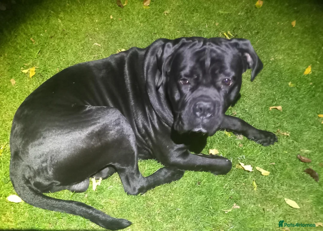 Cane Corso dogs for stud: Pure breed Cane Corso in Bristol - Advert 2
