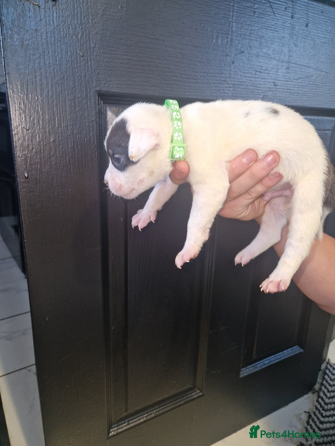 American Bulldog dogs for sale: American  bulldog  pups - Image 11