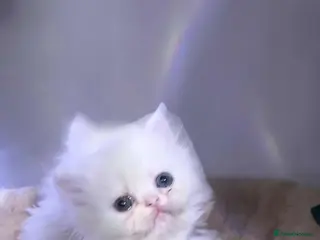 Persian cats ꨁ 🍃 ҉🌺☆ EXOTIC LONG HAIR PERSIAN - Advert 7