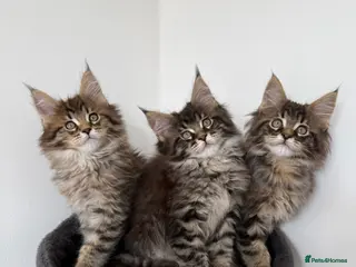 Maine Coon cats Stunning Maine Coon Cubs 🦁 - Advert 4