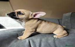 French Bulldog dogs for sale: KC, standard colours French Bulldog puppies🐾 - Image 21