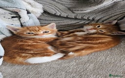 Domestic Shorthair cats for sale: Kittens looking for forever home 🧡🤎🧡 - Image 1
