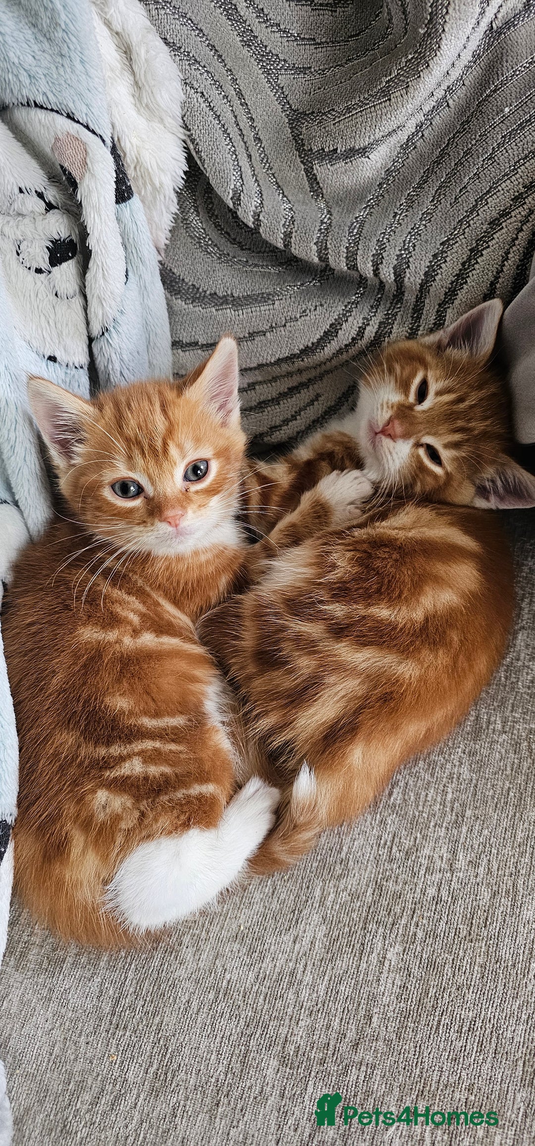 Domestic Shorthair cats for sale: Kittens looking for forever home 🧡🤎🧡 - Image 1