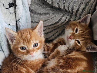 Domestic Shorthair cats for sale - Advert 1