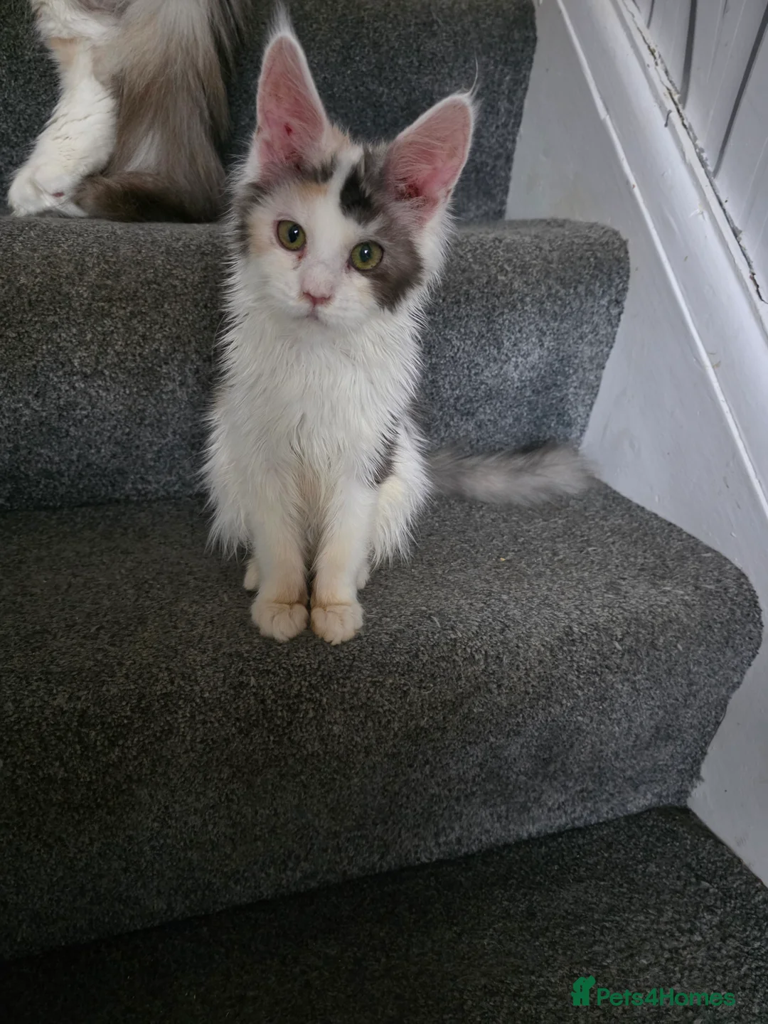 Maine Coon cats for sale: MAINE COON KITTENS PRICE IS FOR BOTH - Advert 2
