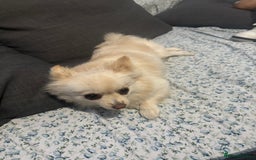Pomeranian dogs for sale: Beautiful pure with pomerian for sale - Image 4