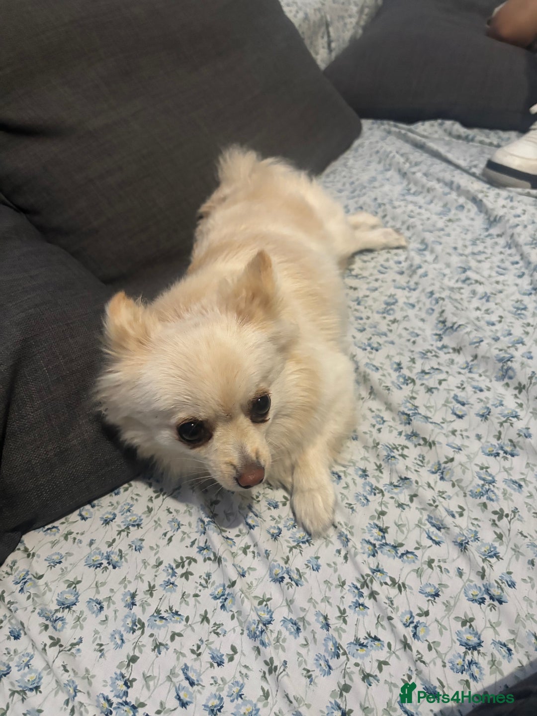 Pomeranian dogs for sale: Beautiful pure with pomerian for sale - Image 4