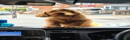 Cockapoo dogs for sale: Beautiful cockerpoo girly in Birmingham - Advert 5