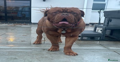 Dogue De Bordeaux dogs Beautiful Large Breed Dogue de Bordeaux for stud - Advert 9