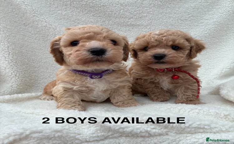 Poochon dogs - Advert 10