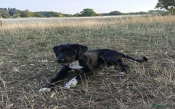 Mixed Breed dogs for adoption: Enzo (Labrador/Pointer mix) - Image 10