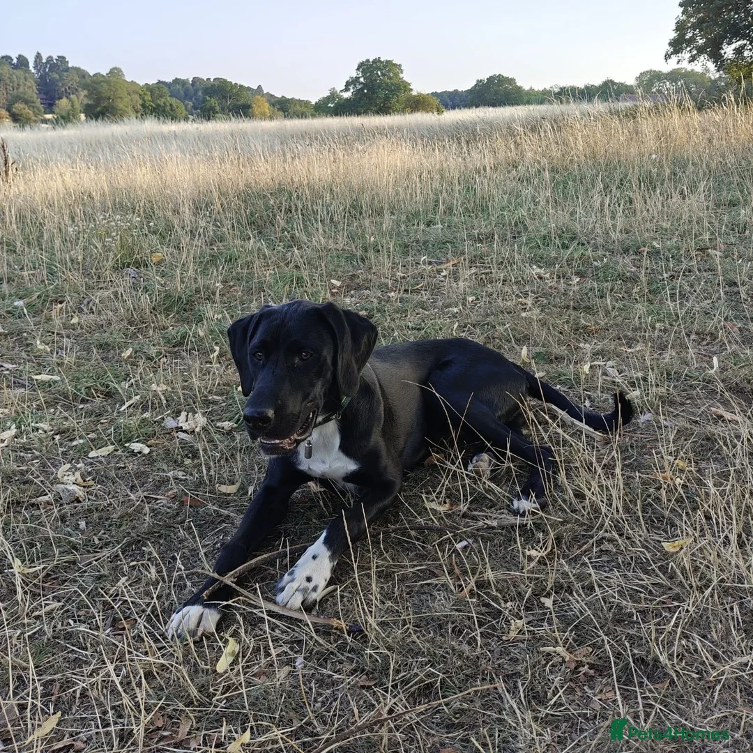 Mixed Breed dogs for adoption: Enzo (Labrador/Pointer mix) - Image 10