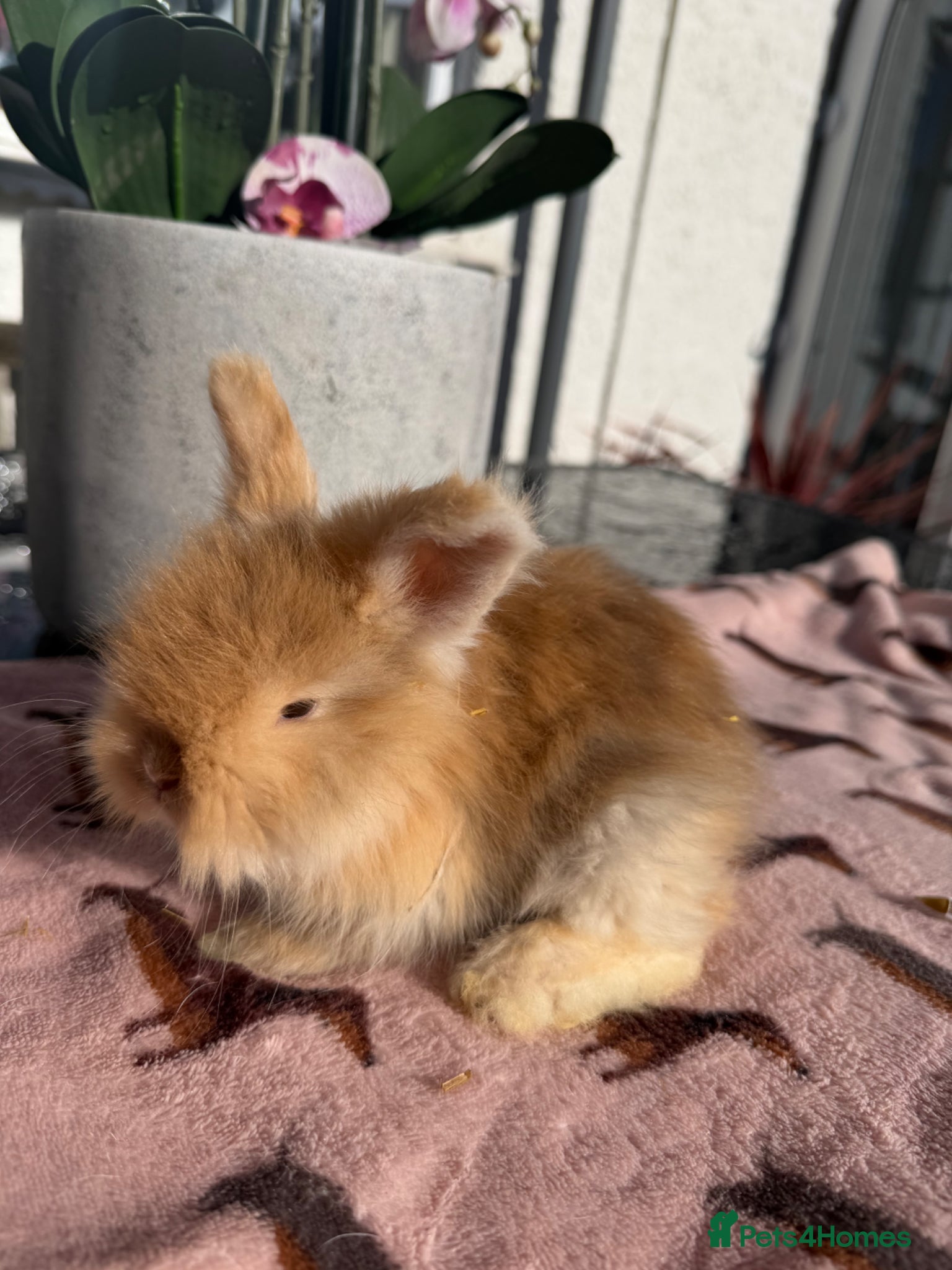 Angora rabbits for sale: Angora buns - Advert 16