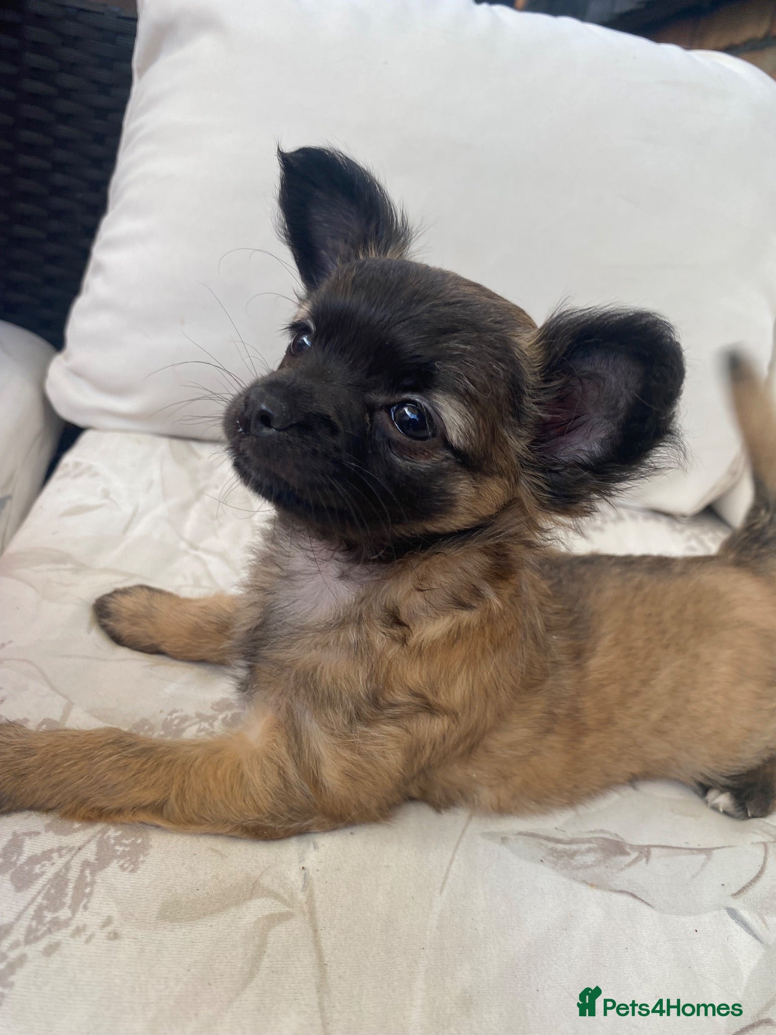 Chihuahua dogs Long haired chihuahua female  - Advert 6