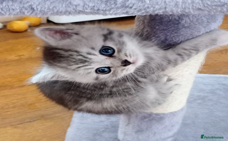 Persian cats - Advert 1