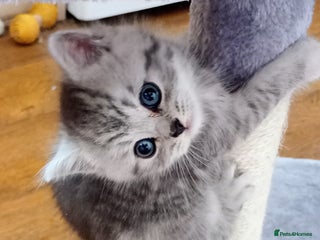 Persian cats - Advert 2