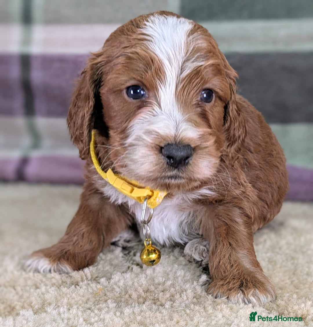 Cockapoo dogs for sale: F1 Cockapoo your Next Furry Family Member Awaits!  - Advert 8