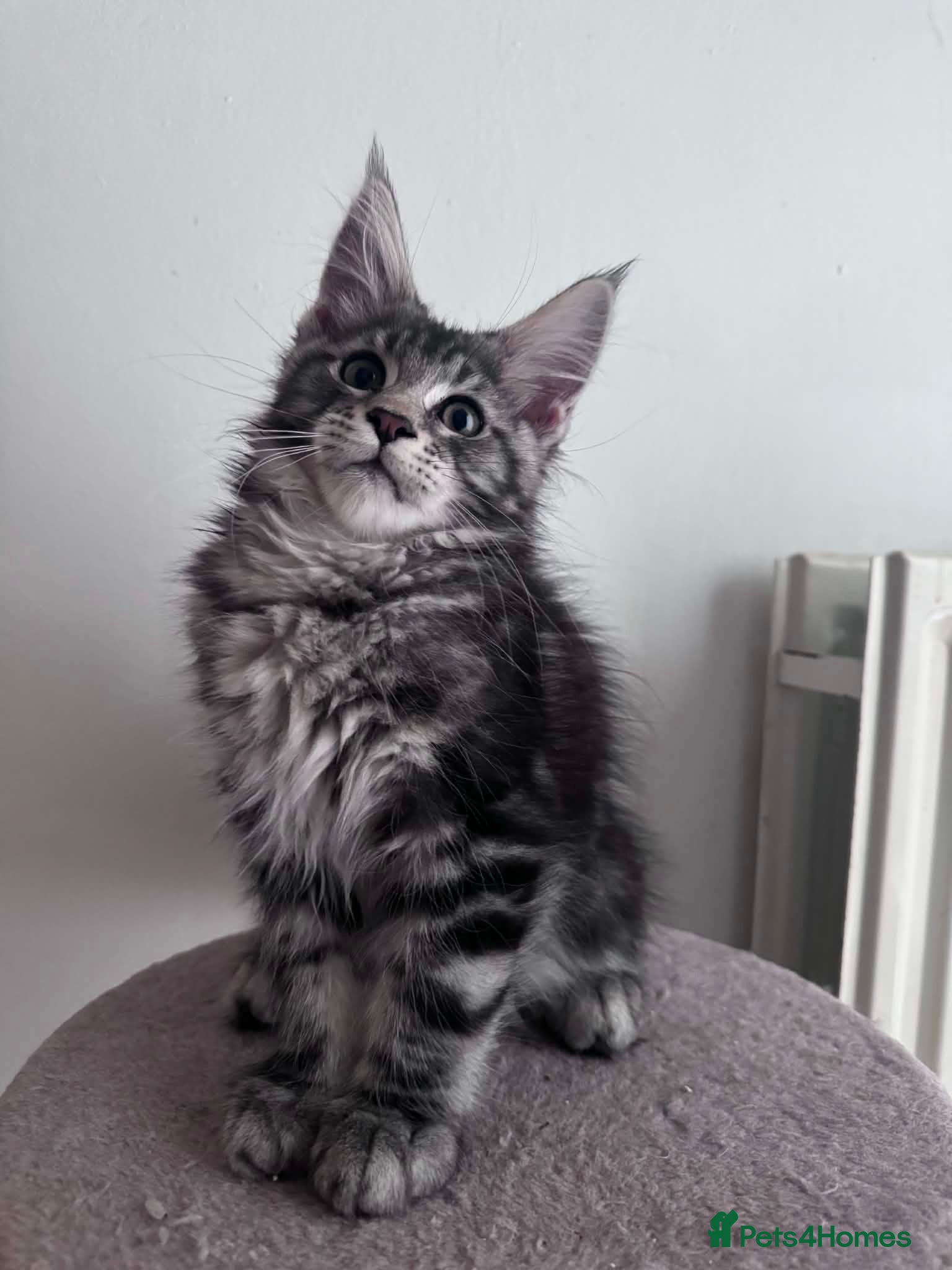 Maine Coon cats Maine Coon active kittens - Advert 13