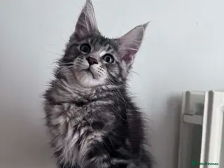 Maine Coon cats Maine Coon active kittens - Advert 13