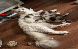 Maine Coon cats for sale: Stunning Shaded Pure Maine Coon Kittens. - Image 8