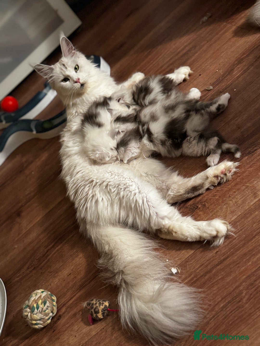 Maine Coon cats for sale: Stunning Shaded Pure Maine Coon Kittens. - Image 8