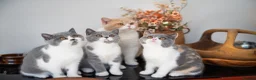 British Shorthair cats for sale: GCCF and TICA Registered -Show Quality BSH. - Advert 21