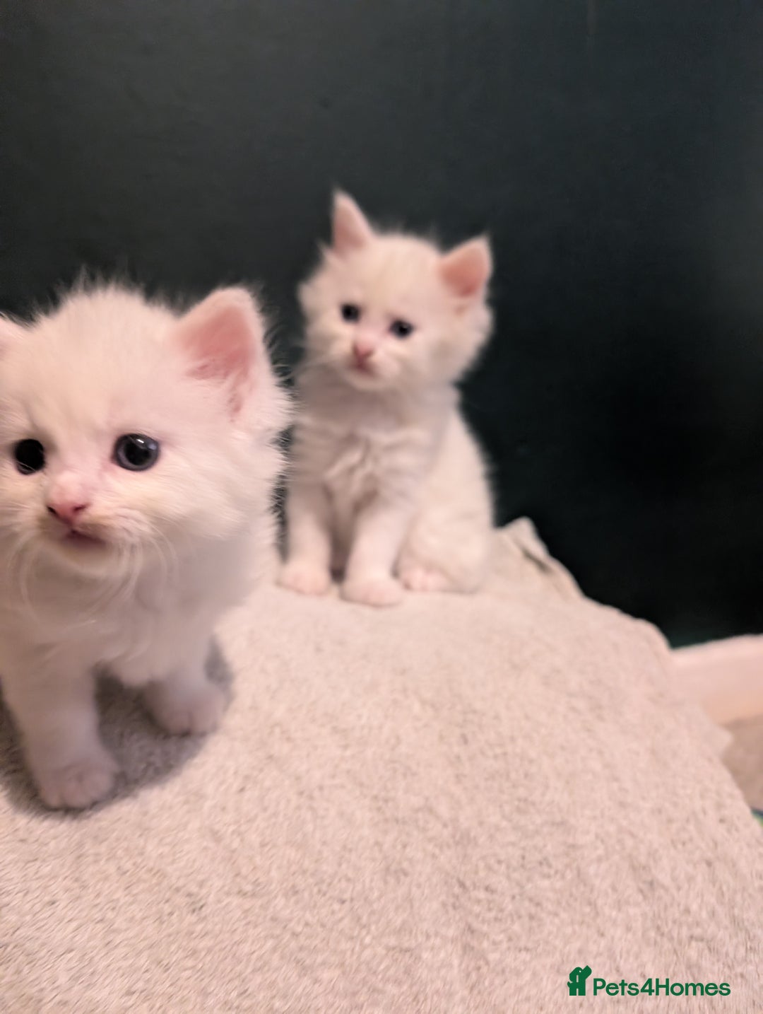 Maine Coon cats for sale: Beautiful Maine Coon kittens  - Advert 5