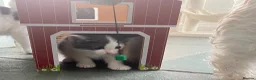 Ragdoll cats for sale: Ragdoll Cross Kittens Looking for Forever Home - Advert 15