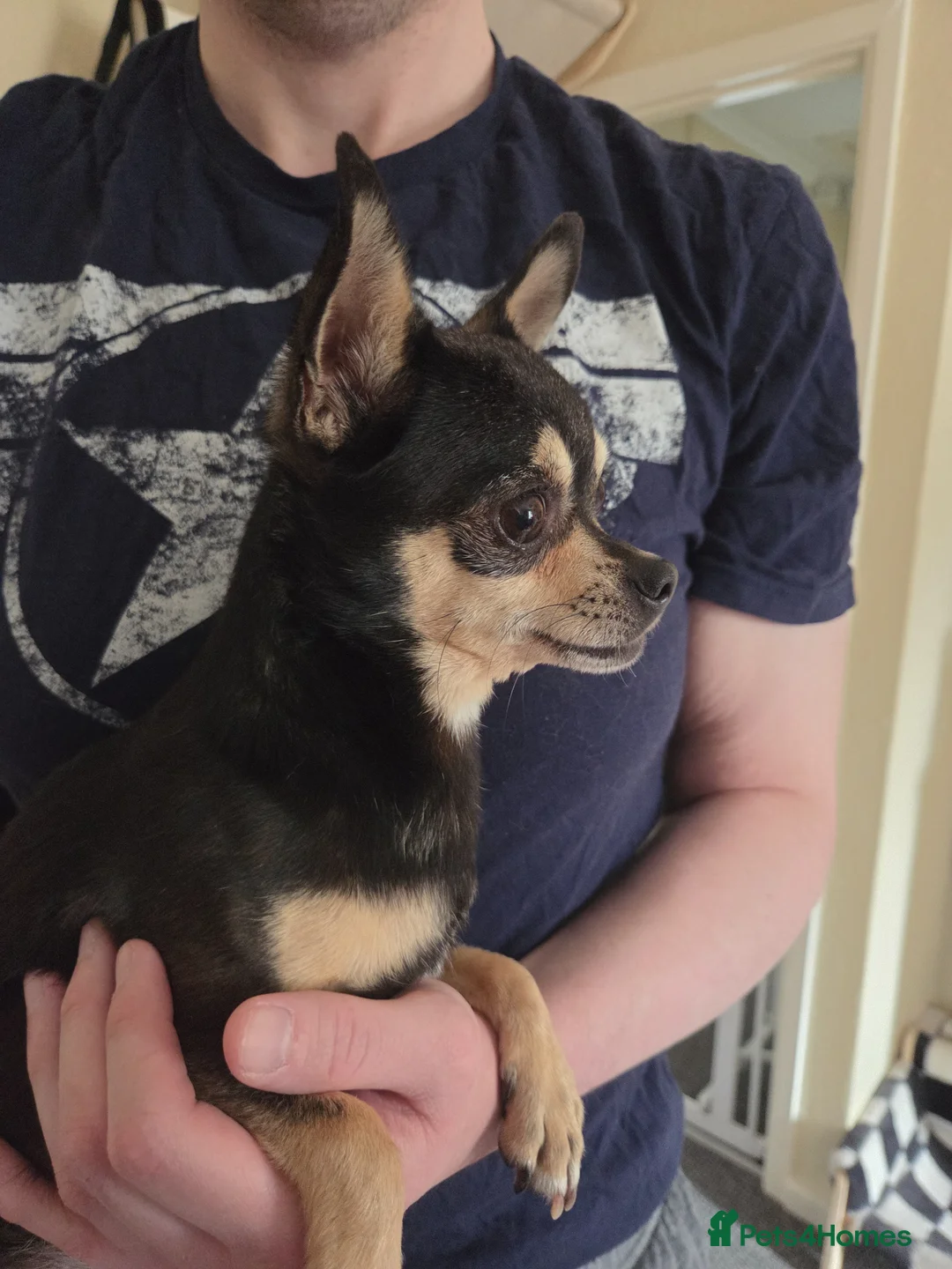 Chihuahua dogs for sale: 2 small ladies looking for laps alone or together! in Taunton - Advert 8