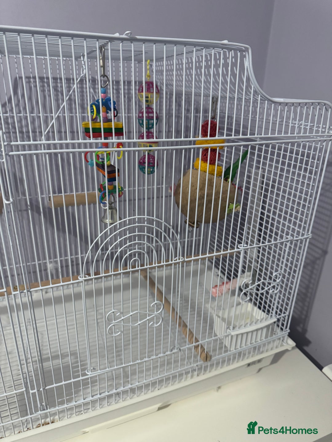 Budgerigars birds for sale: Beautiful Blue Boy  - Advert 6