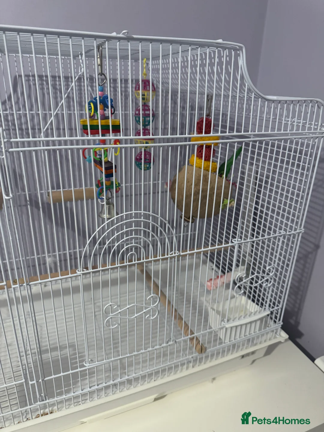 Budgerigars birds for sale: Beautiful Blue Boy  - Advert 6