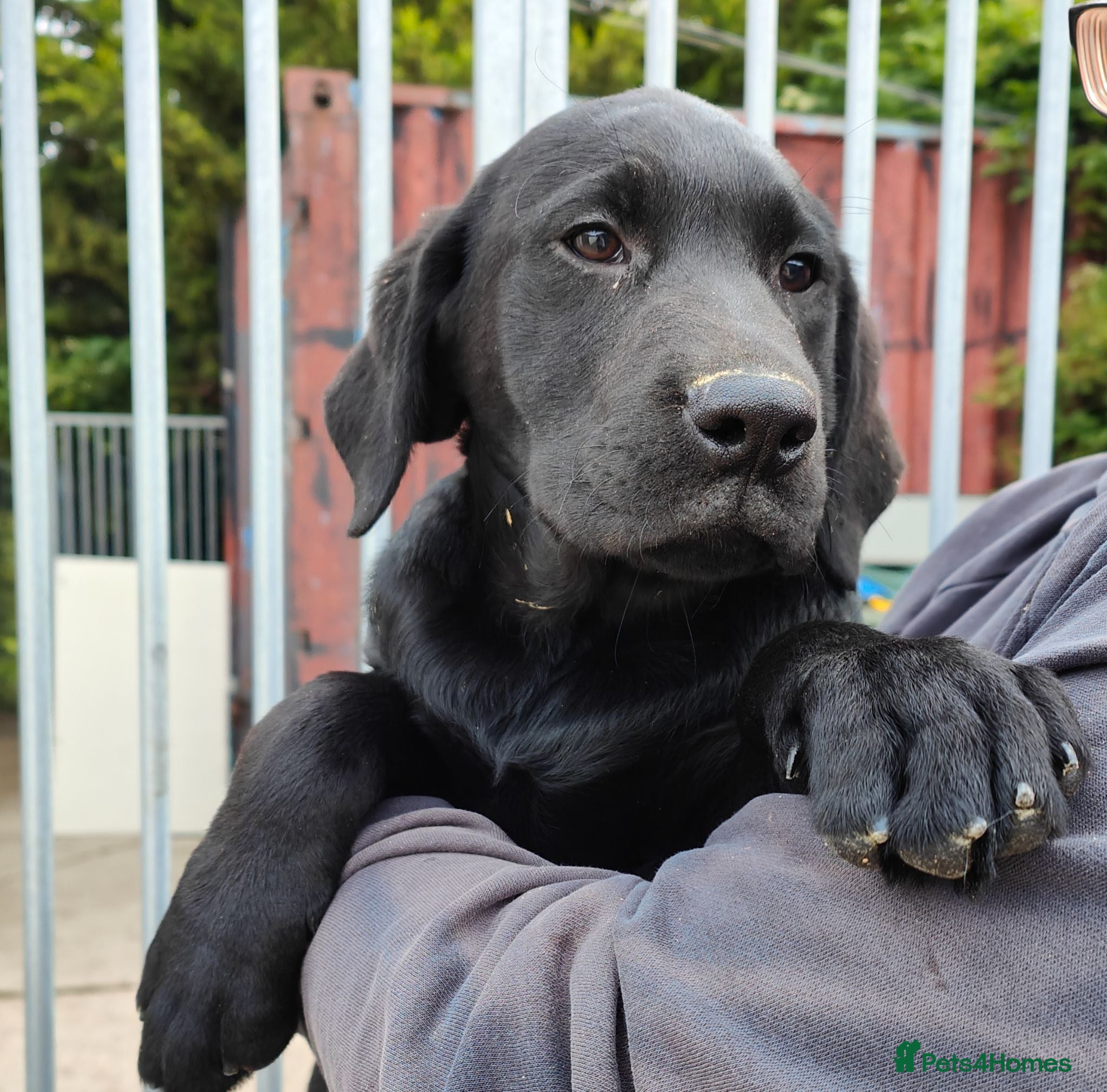 Labrador Retriever dogs Lovely Pointerdor puppies  - Advert 2
