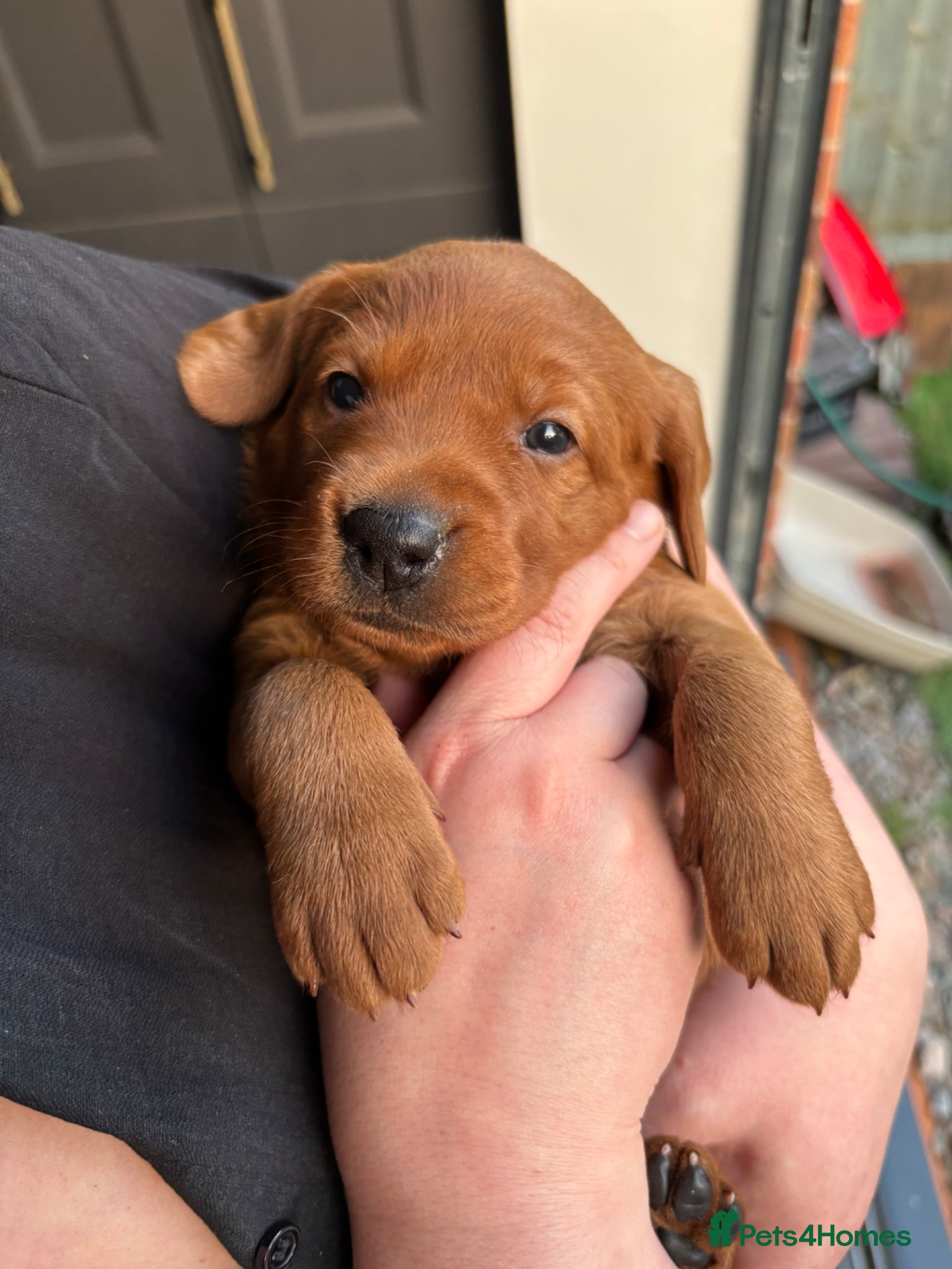 Labrador Retriever dogs Outstanding quality mahogany fox red Labrador pups - Advert 1