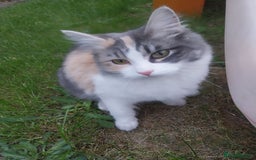 Mixed Breed cats for sale: Lovely kittens looking for homes! - Image 1
