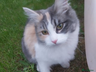 Mixed Breed cats - Advert 3