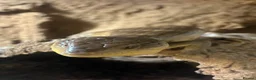 Skink reptiles for sale: Northern Blue Tongue Skink 6 Months Old Male in Wallsend - Advert 21